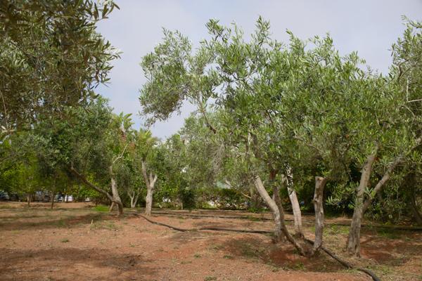 Myrtiana Villa Protaras Exteriér fotografie